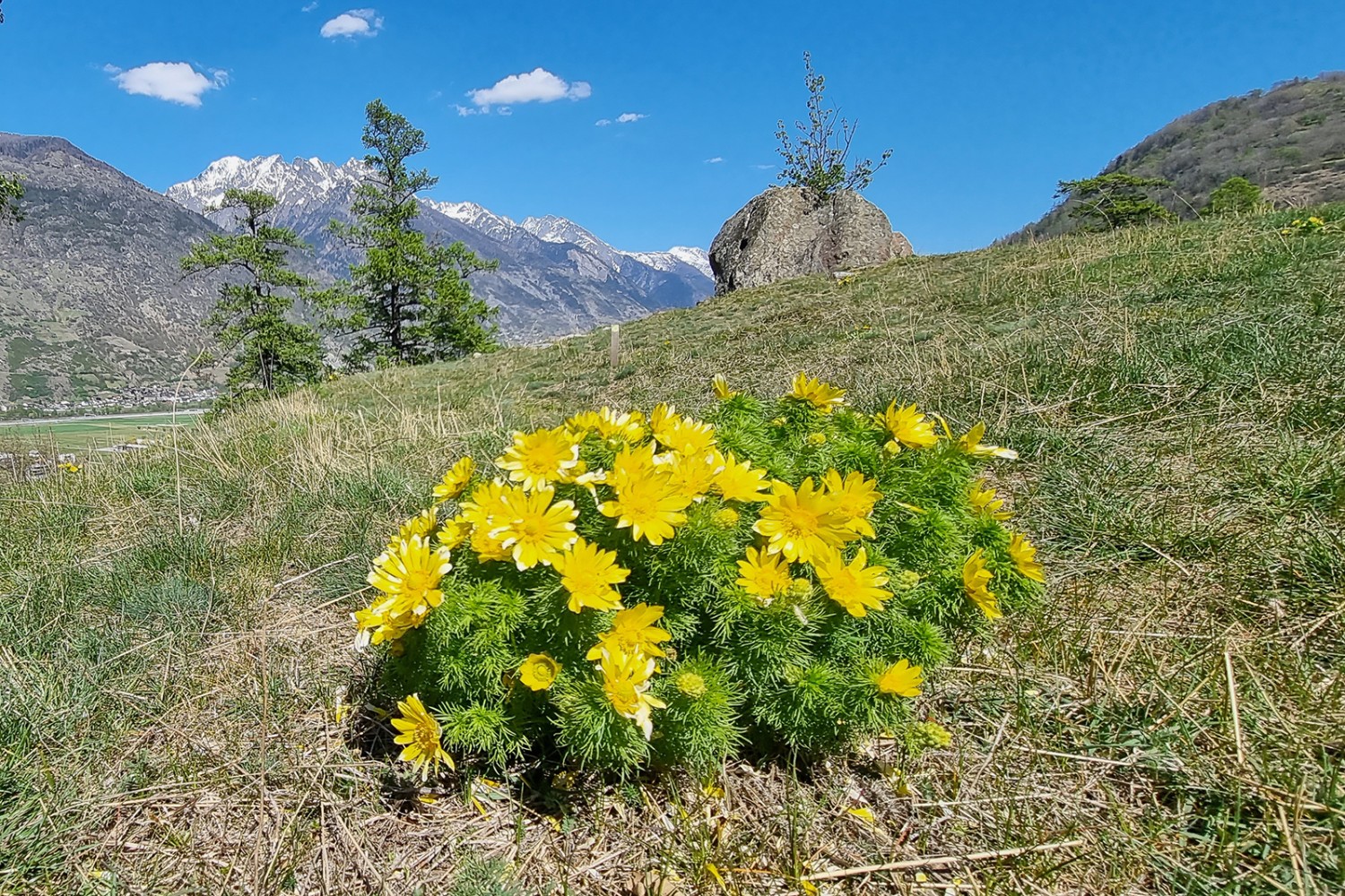 Que d’adonis sur le chemin! Les fleurs ne sont visibles que d’avril à mi-mai. Photo: Ulrike Marx