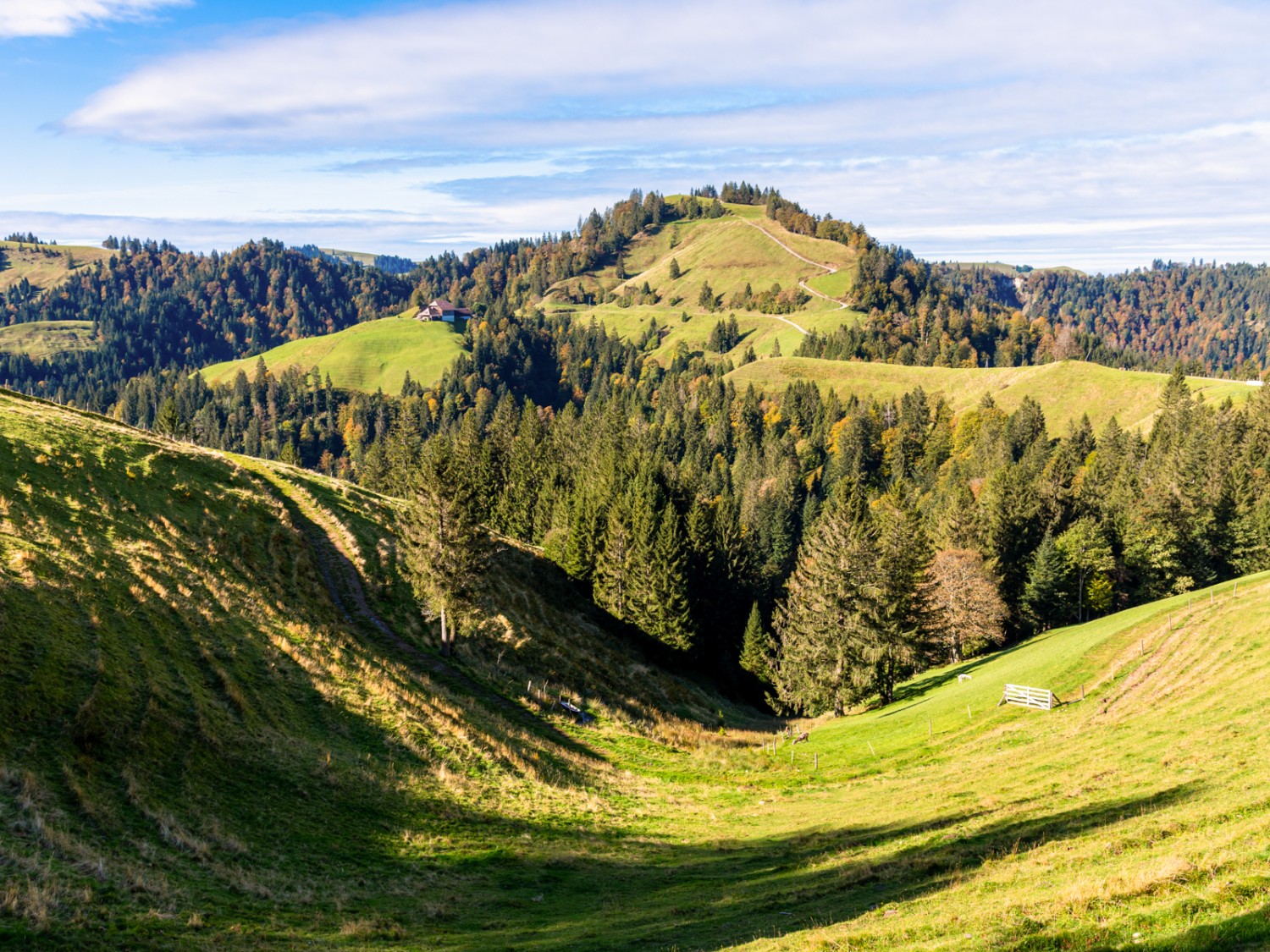 Während die Tannen grün bleiben, bereiten die Laubbäume ihr Blattwerk auf den Winter vor. Bild: Franz Ulrich