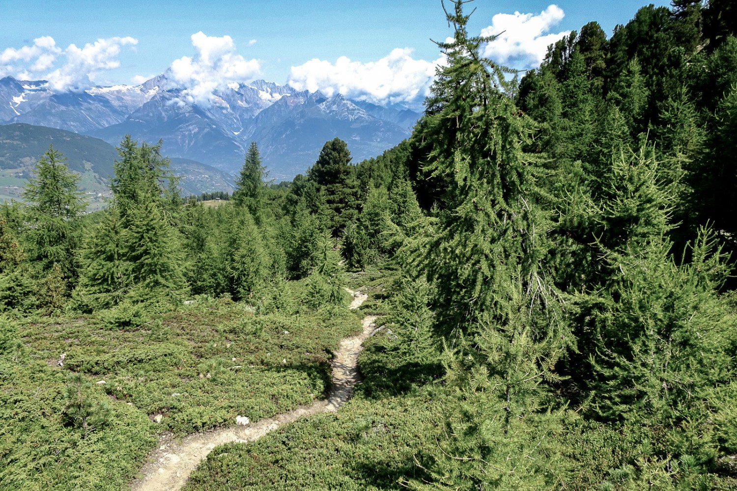 Le début du parcours traverse une forêt de mélèzes. Photo : Pascal Bourquin