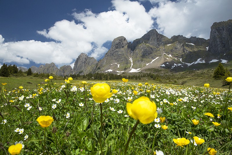 Sous la chaîne de l’Alvier, dans une mosaïque de biotopes extrêmement divers, poussent près de 1200 espèces de plantes. Photo: Christof Sonderegger