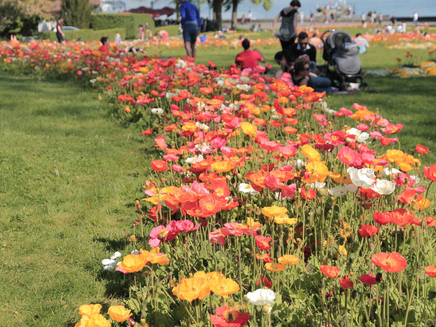 Les hommes cherchent leur biotope
idéal et se reposent au milieu des fleurs
du jardin botanique. Photo: Elsbeth Flüeler