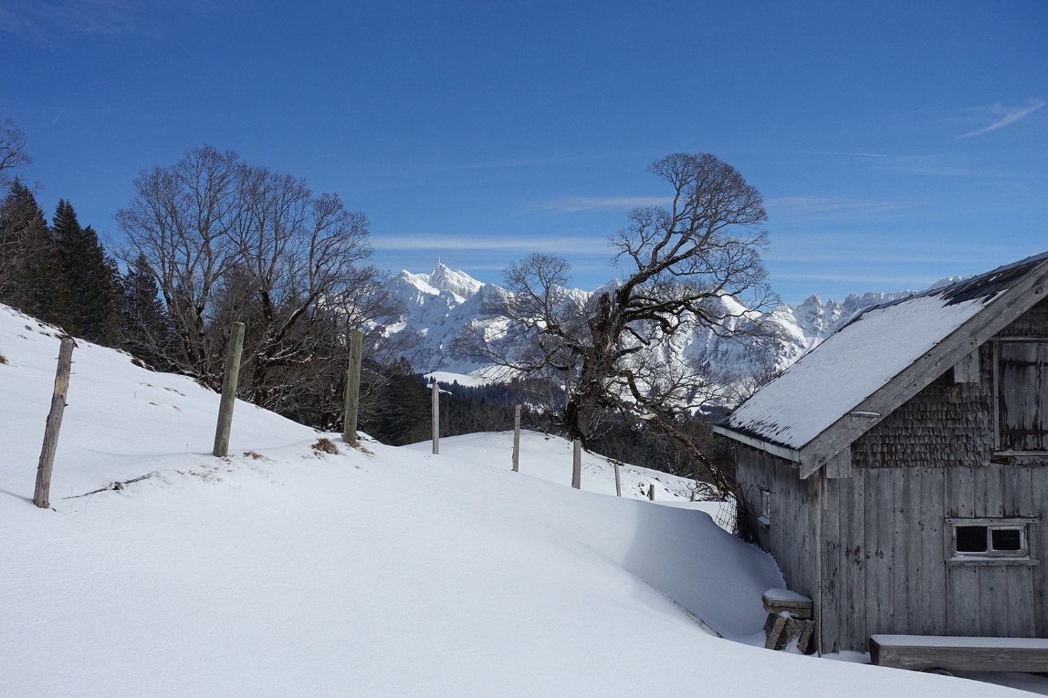 Des arbres noueux et le Säntis, constant compagnon des randonneurs. Photos: Christiana Sutter 