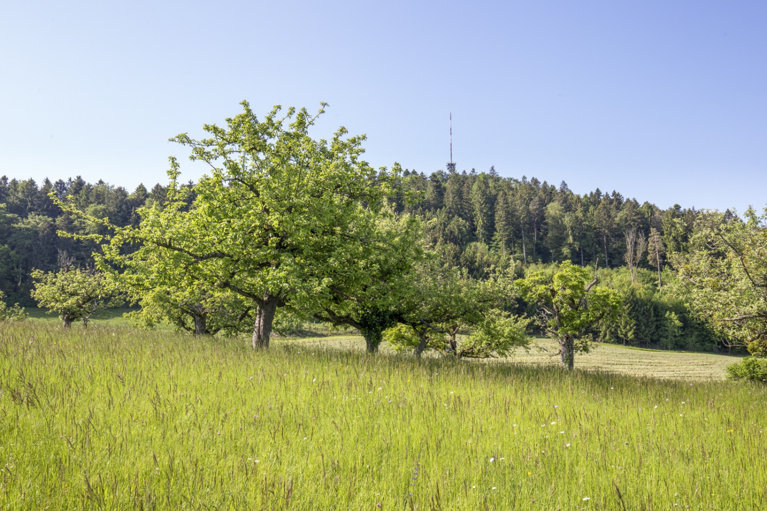 Vue sur la tour d’Irchel lors de la montée depuis Buch am Irchel. Photo: Daniel Fleuti