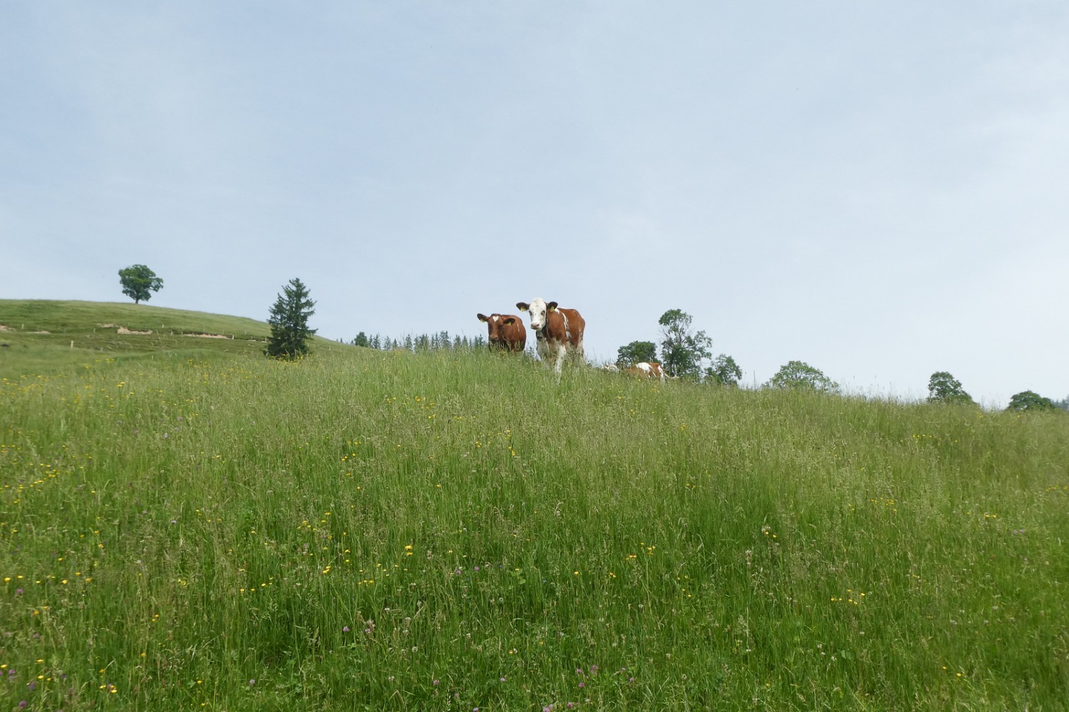 Die Wiesen im Eriz werden landwirtschaftlich genutzt. Bild: Tatjana Häuselmann