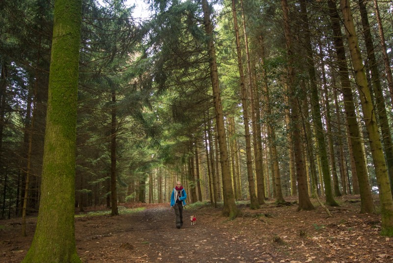 Ruhige Stimmung im Galgebergwald.
Bild: Vera In-Albon