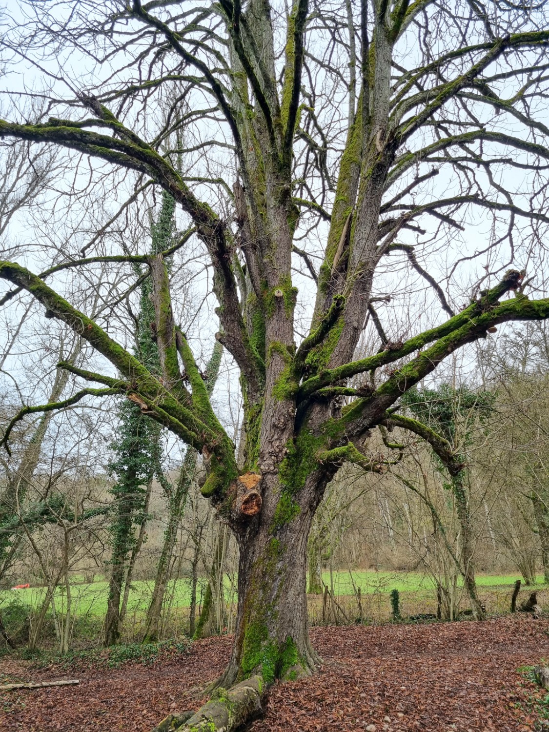 Der alte Kastanienbaum im «Moulin de Vert». Bild: Nathalie Stöckli