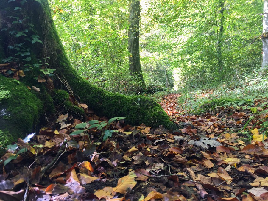 L’automne est là. Photo: Vera In-Albon