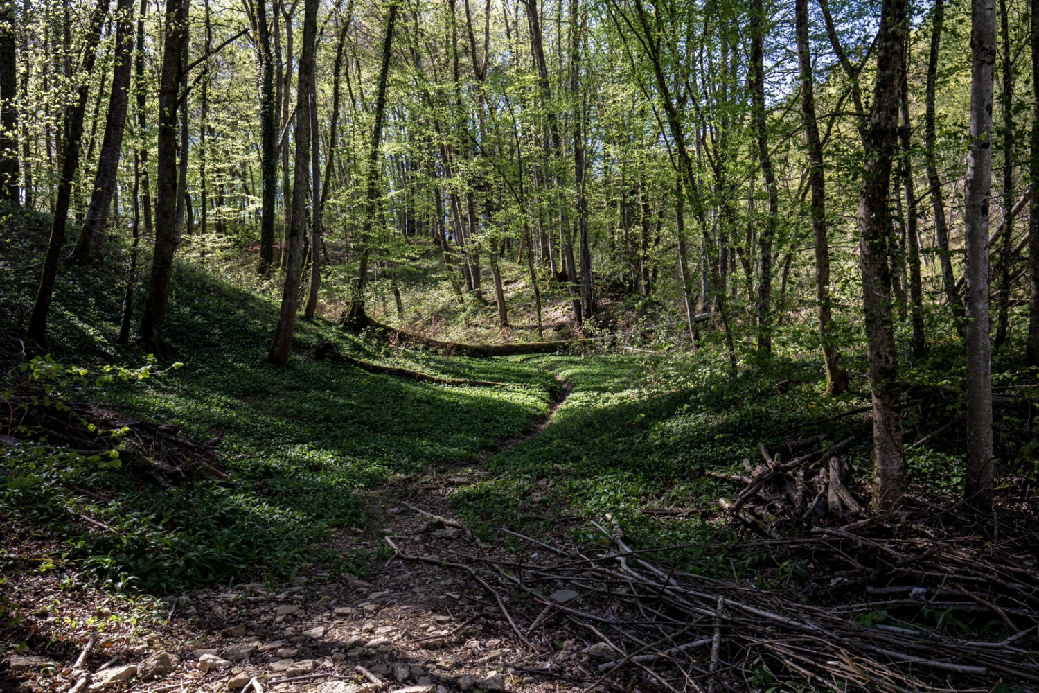 Nach Nuglar führt der Weg durchs hübsche Brunnenbachtal, wo es nach Bärlauch duftet. Bild: Daniel Fleuti