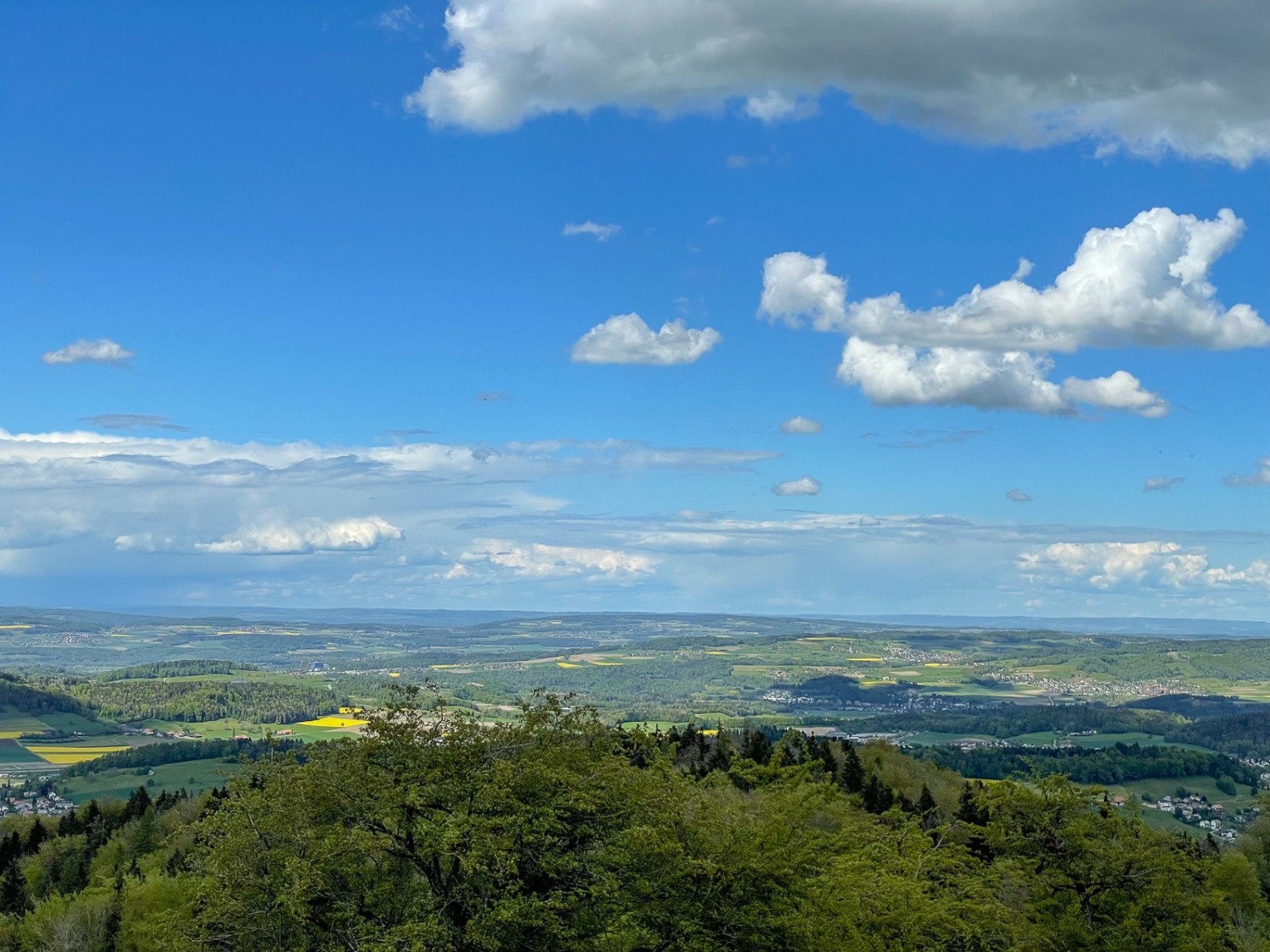 Gelb leuchten die Rapsfelder, wenn man nach Norden schaut. Der Frühling ist da. Bild: Vera In-Albon