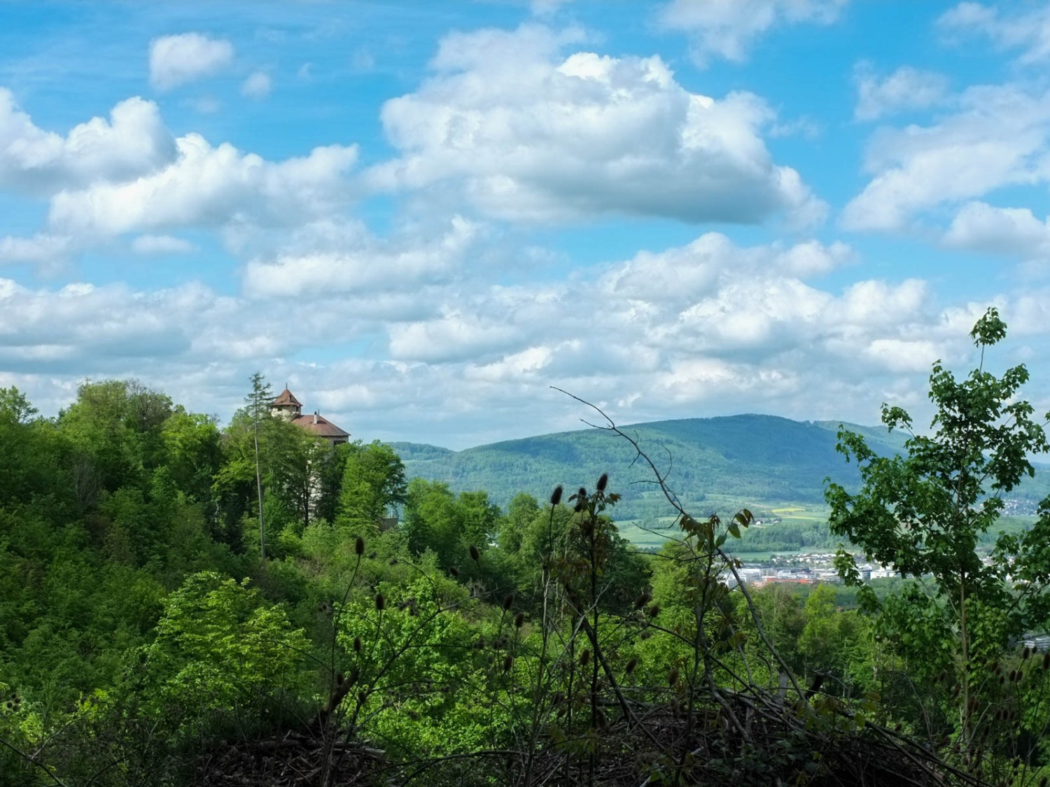 Plötzlich lichten sich die Bäume und man erblickt die Burg Reichenstein. Bild: Claudia Peter