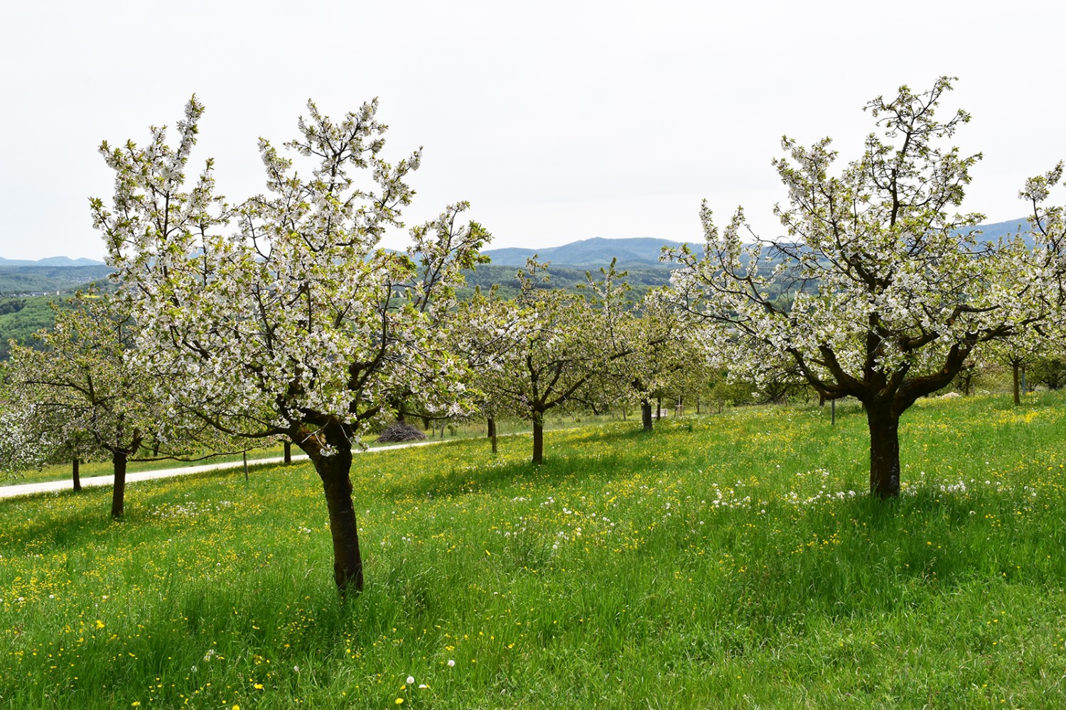 Prés fleuris et fleurs blanches au-dessus de Nuglar.