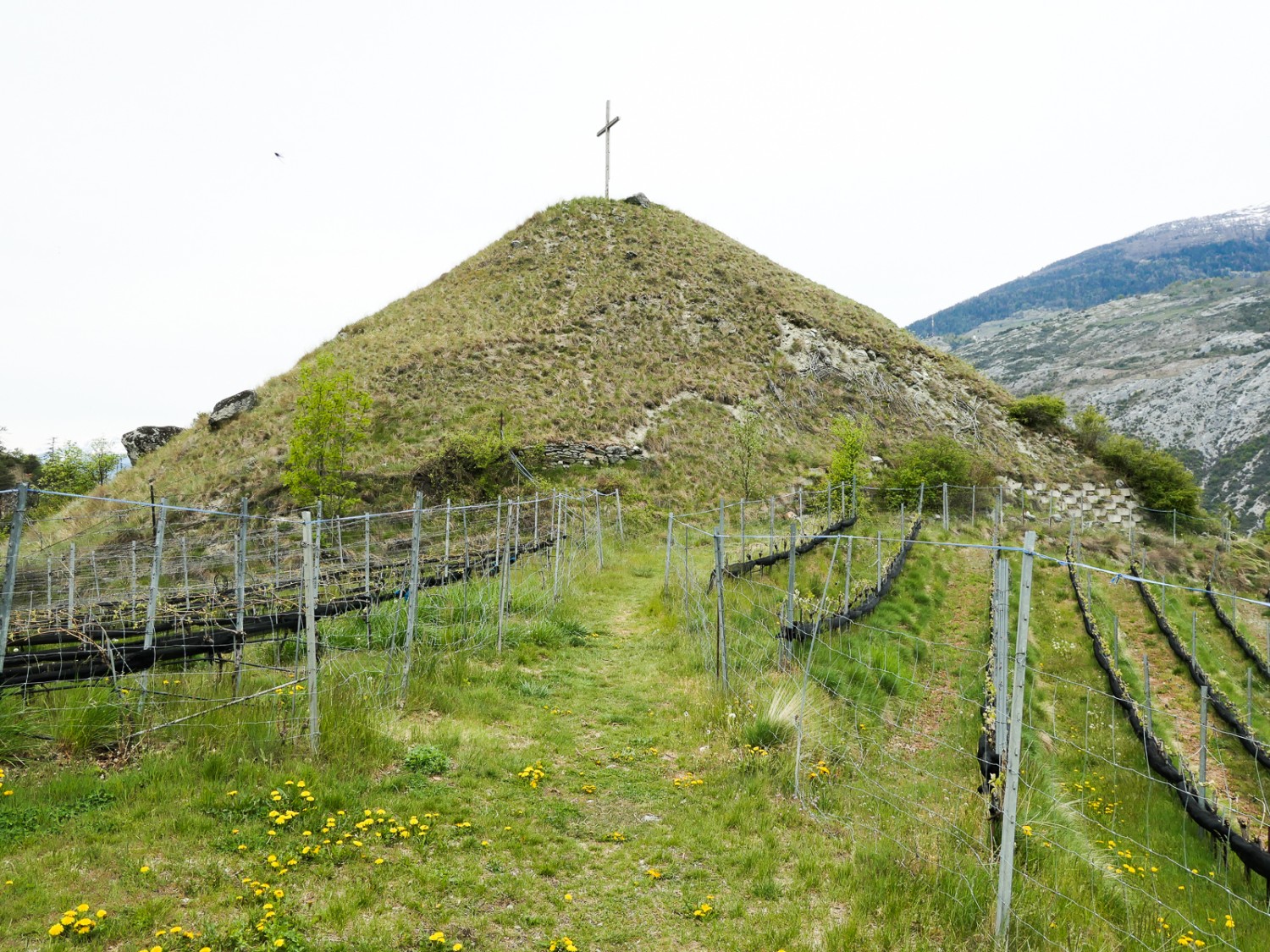 Dans le vignoble autour du Chrizhubil. Photo: Ulrike Marx