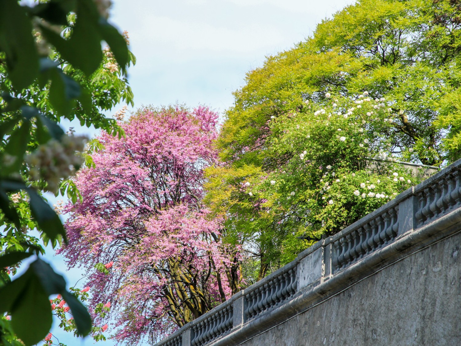 Des géants verts dans les jardins des nobles et sur la promenade de la Treille. Photo: Elsbeth Flüeler