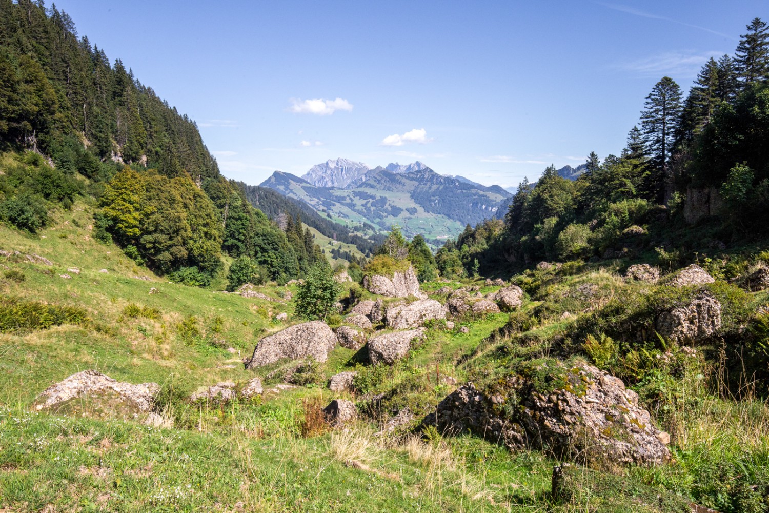 Zwischen Stofel und Herrenalp. Ab und zu geht der Blick zurück auf den Alpstein mit dem Säntis im Zentrum. Bild: Daniel Fleuti 