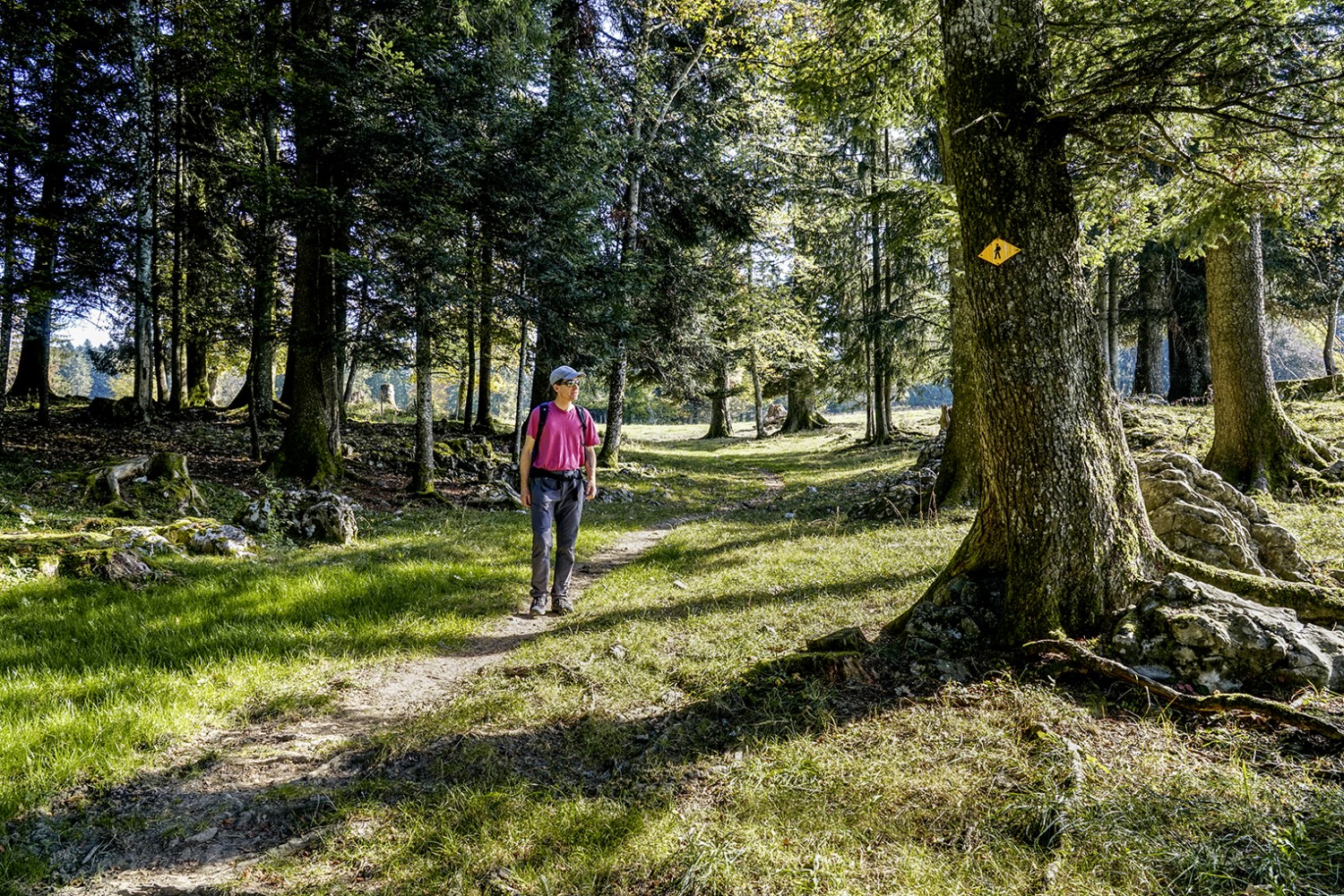 Kurze Waldstücke unterbrechen immer wieder die Weiden der Freiberge.