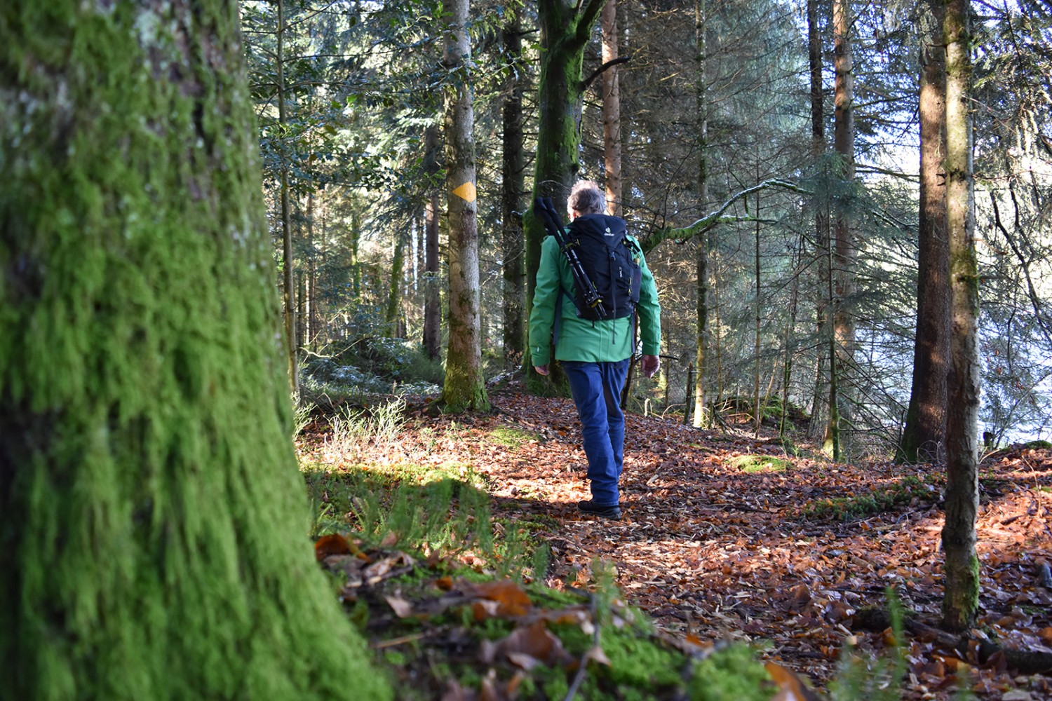 Hier lässt es sich gut wandern: weiche Pfade im Fichtenwald.