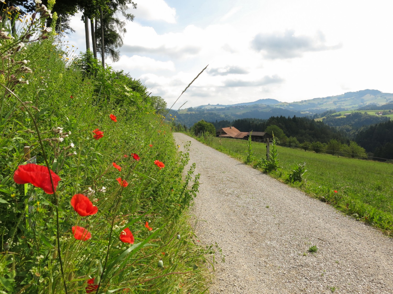 Zahlreiche Wildblumen säumen den Weg. Foto: Marina Bolzli