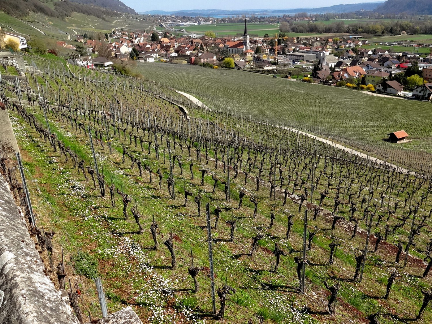 Les vignes apparaissent à la sortie de Cornaux. Photo: Miroslaw Halaba