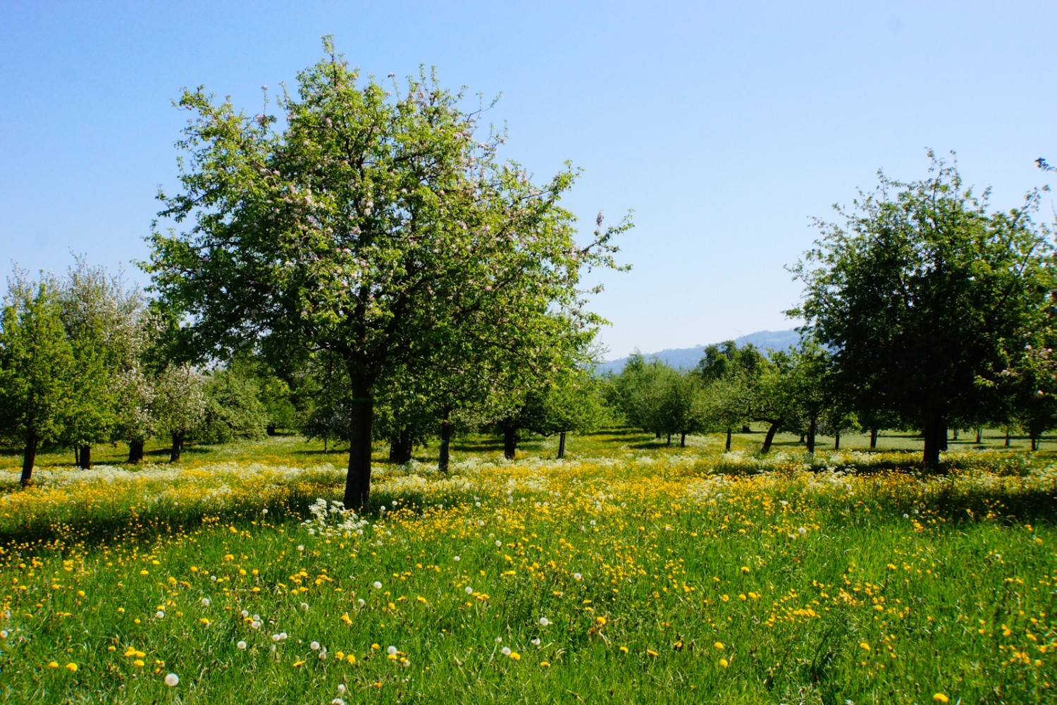 Des arbres fruitiers en fleurs, un pur printemps.