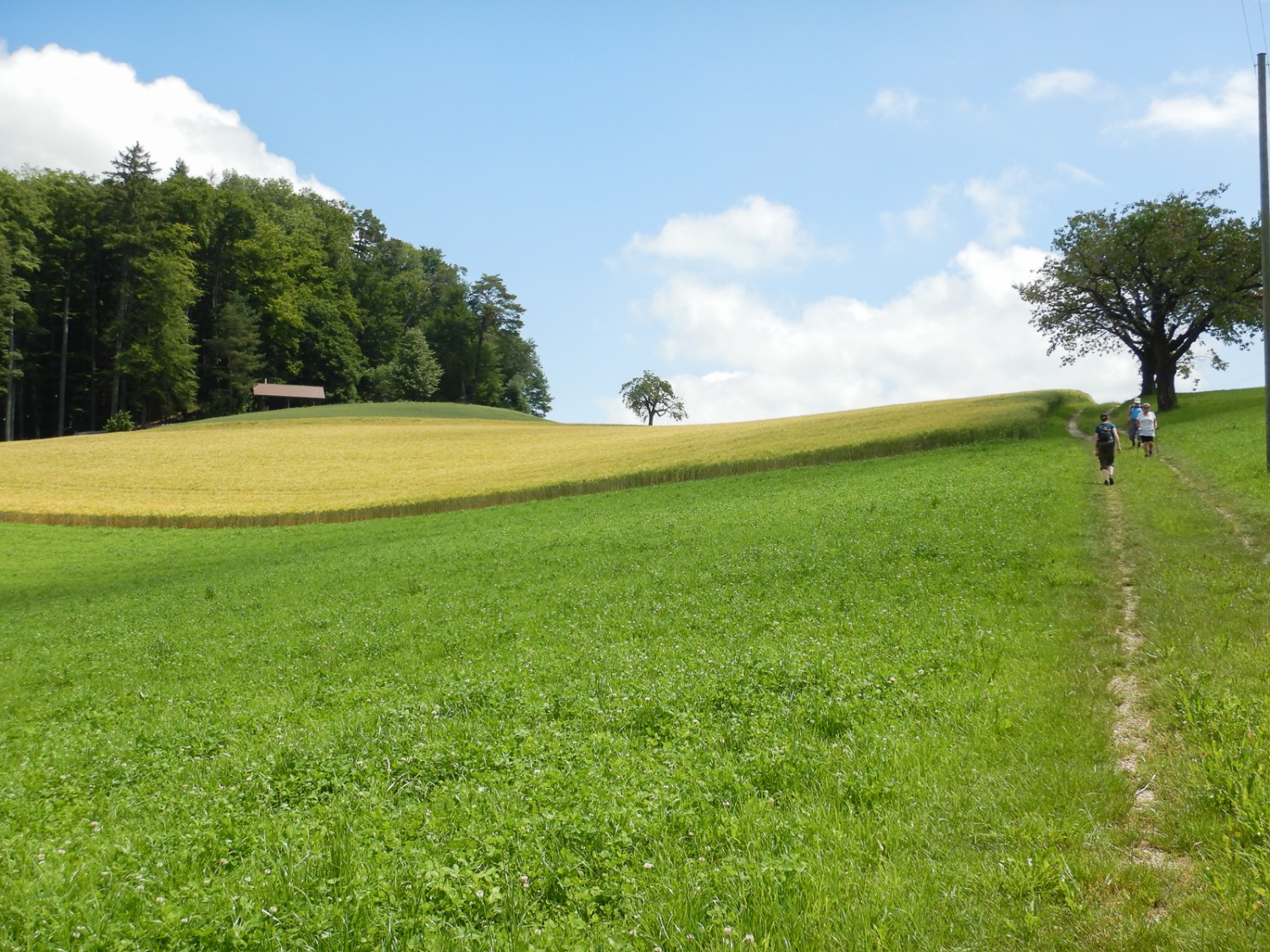 Inspirierte einst Cuno Amiet beim Malen: sanfte Hügellandschaft mit Obstbäumen rund um Oschwand.
Bilder: Susanne Frauenfelder