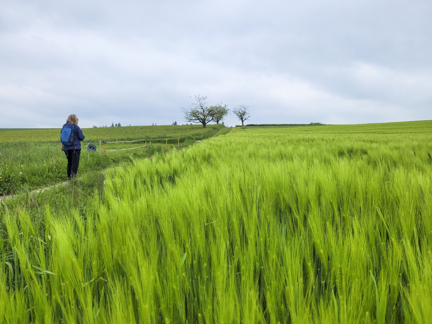 Gemütliches Wandern entlang von Feldern und Blumenwiesen ausserhalb von Gondiswil. Bild: Yolanda Loosli