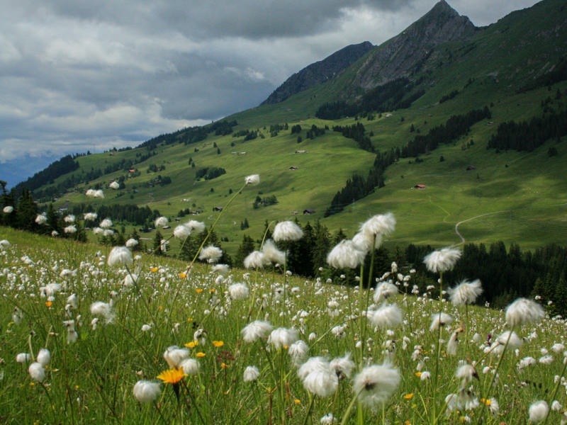 Des magnifique pâturage bien fleuris. Photos: Camille Tissot