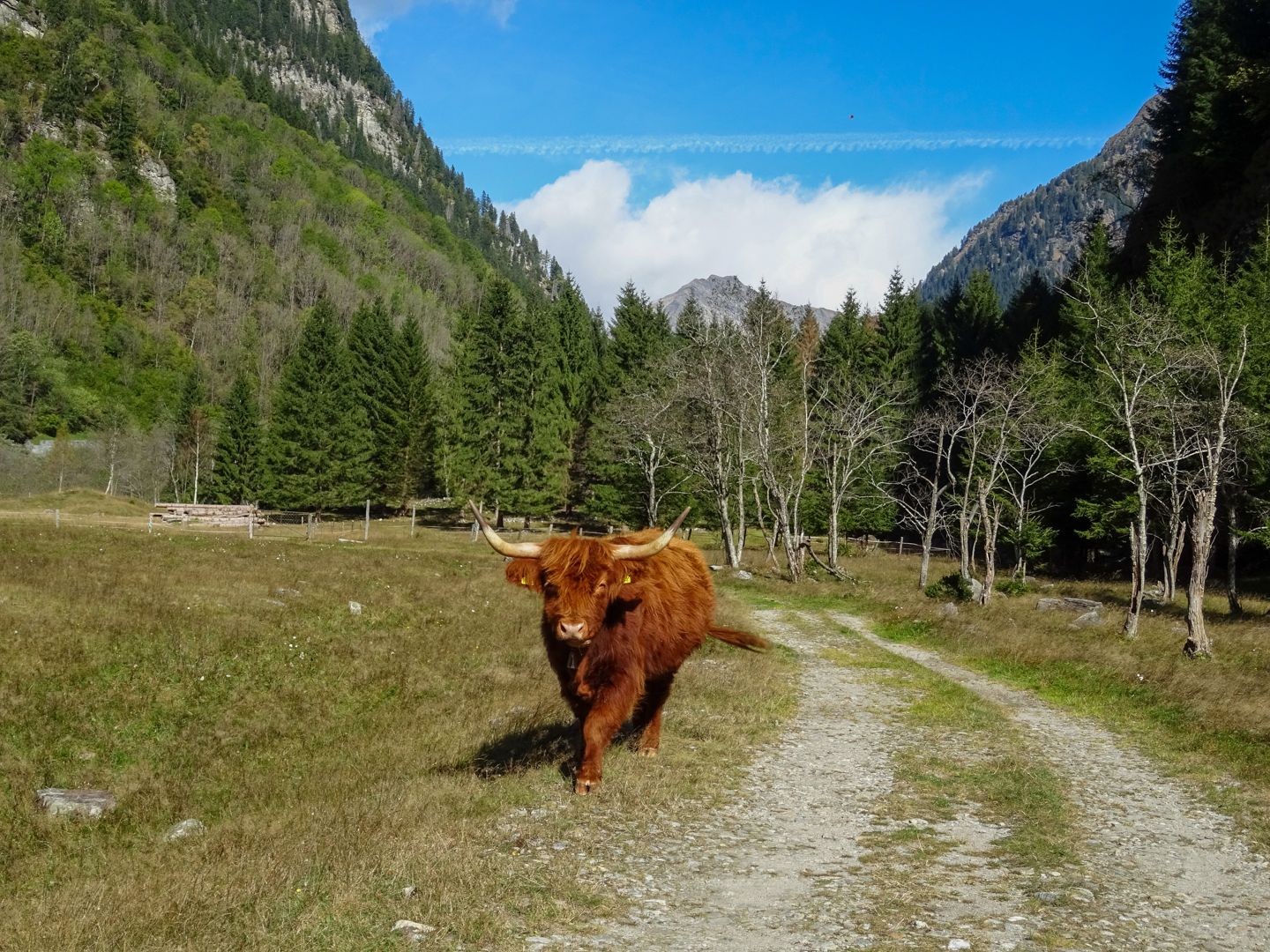 Une rencontre impressionnante mais sympathique sur le chemin