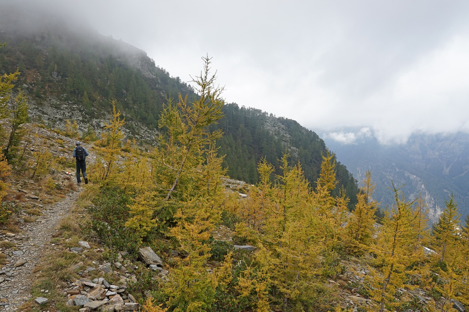 Sur un cône d’éboulis avant l’Alp di Fora, les mélèzes repoussent déjà.