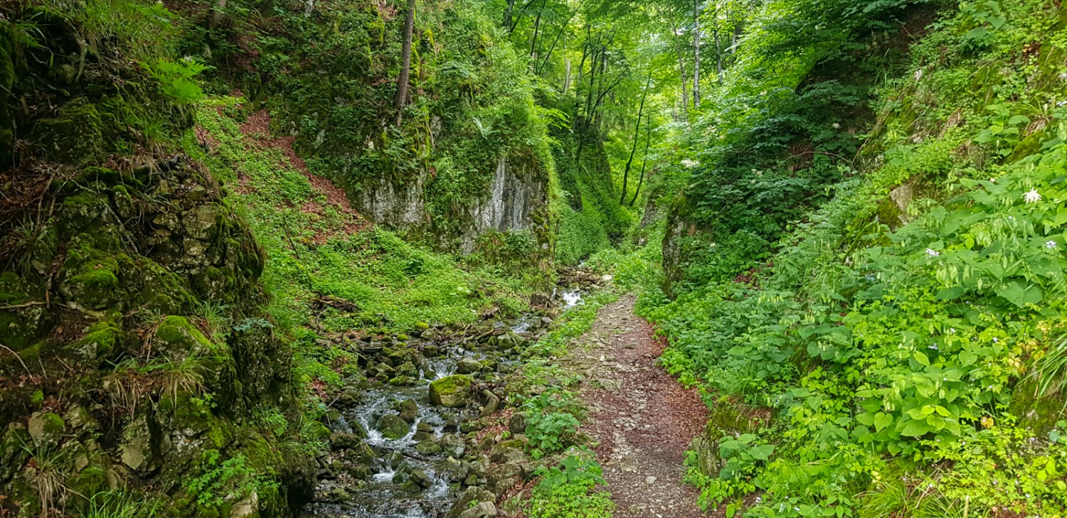 Au début de la randonnée, on emprunte le mystérieux ravin Flüretobel. Photo: Patricia Michaud