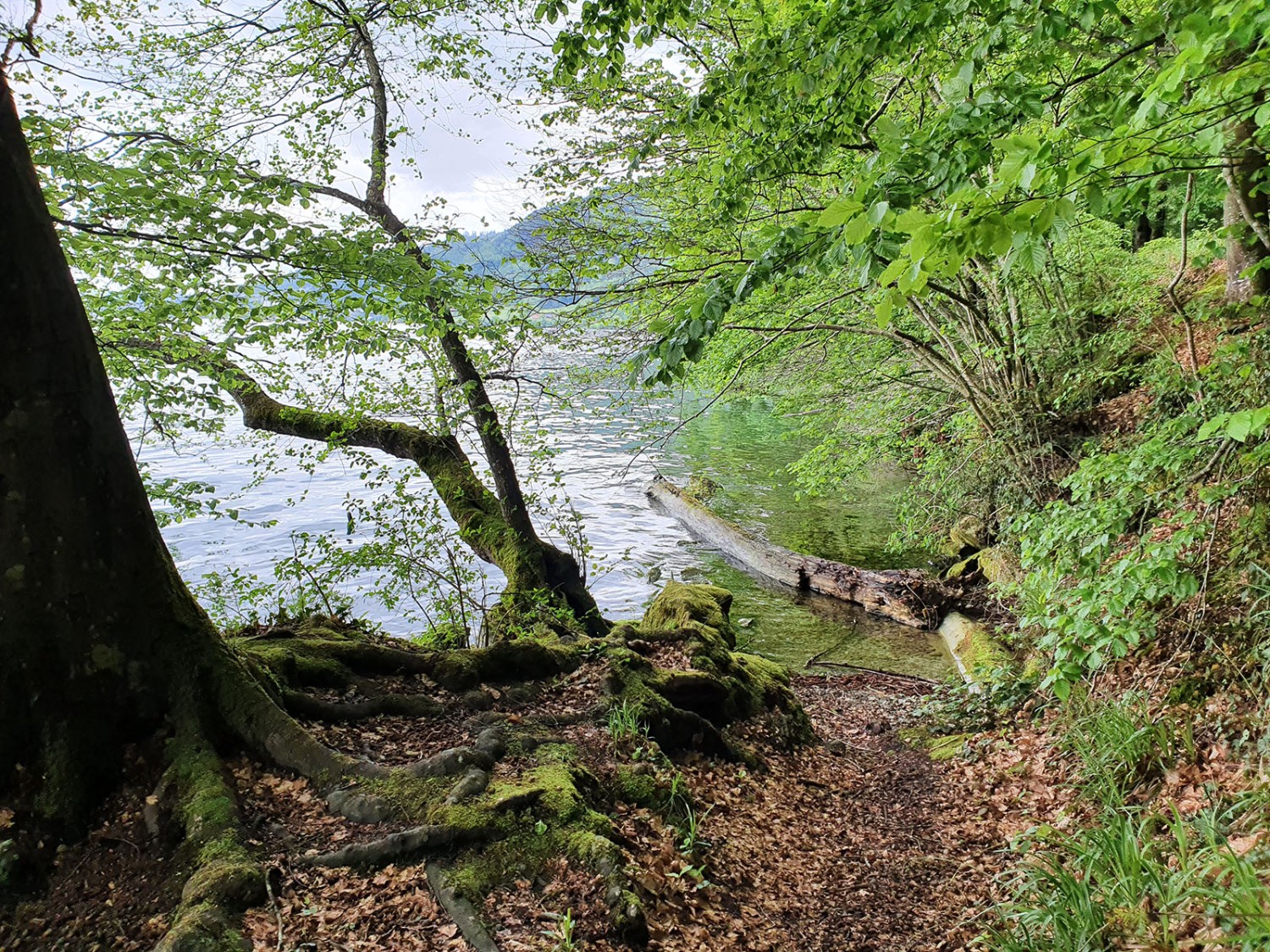 Idyllische Halbinsel Chiemen. Bild: Marina Bolzli