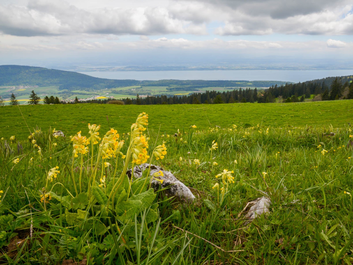 La primevère officinale se pointe vers le ciel.