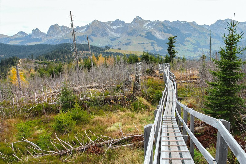 La passerelle en bois de la réserve forestière du Gägger, autrefois détruite par Lothar. Photo: Andreas Sommer