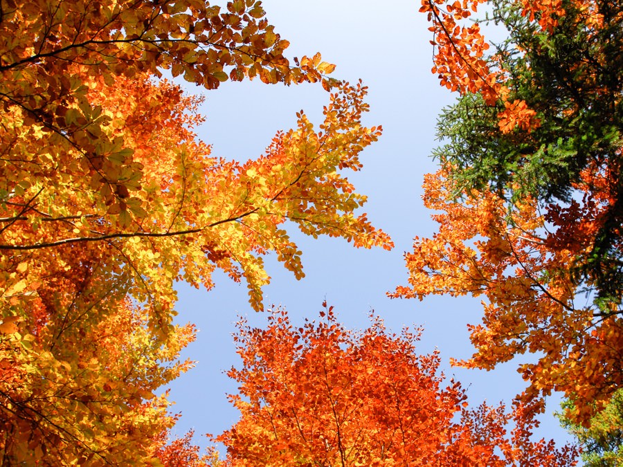 Des couleurs chatoyantes habillent les rives du lac à la fin de l’automne.