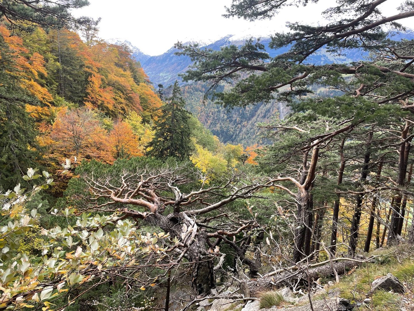 Wald, Wald und nochmals Wald – kurz nach dem Guschatobel.