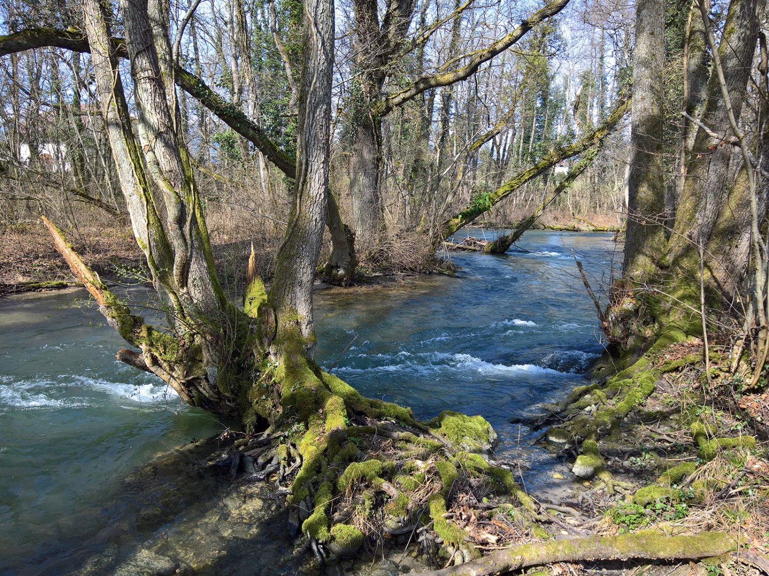 Die idyllische Flusslandschaft an der Versoix lädt die Kinder zum Spielen ein. Bilder: Andreas Staeger