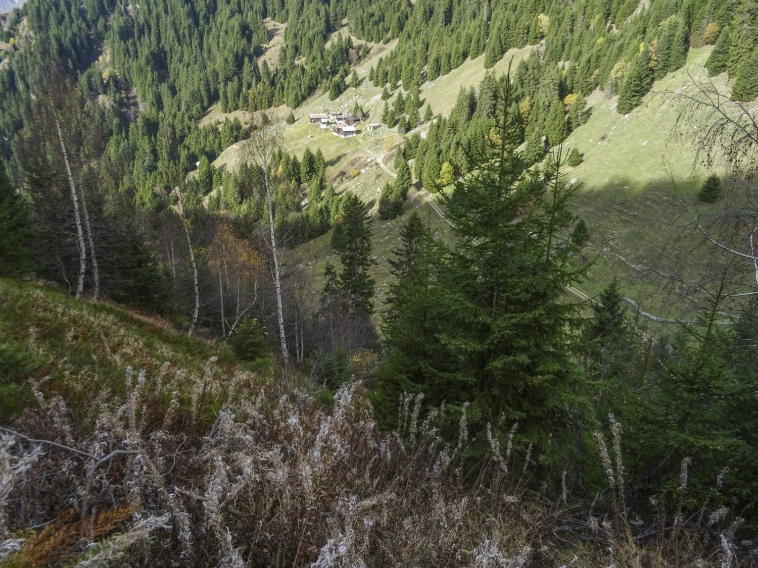 Depuis l’ouragan, des feuillus poussent entre les épicéas, rendant la forêt plus diversifiée et plus stable. Photo: Sabine Joss