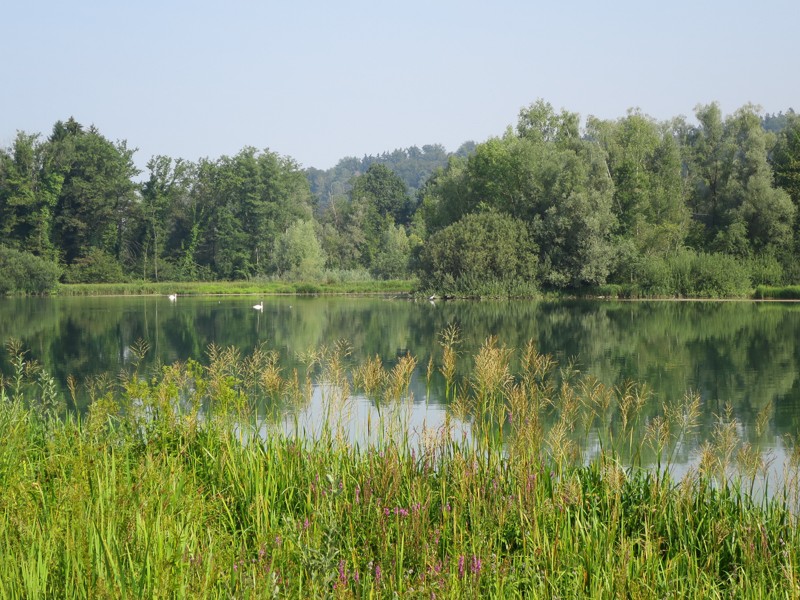 Une belle réserve naturelle s’est créée grâce à la retenue d’eau de la centrale hydro-électrique. On peut voir au Flachsee de nombreuses espèces d’oiseaux et des plantes rares. Photo: Andreas Staeger