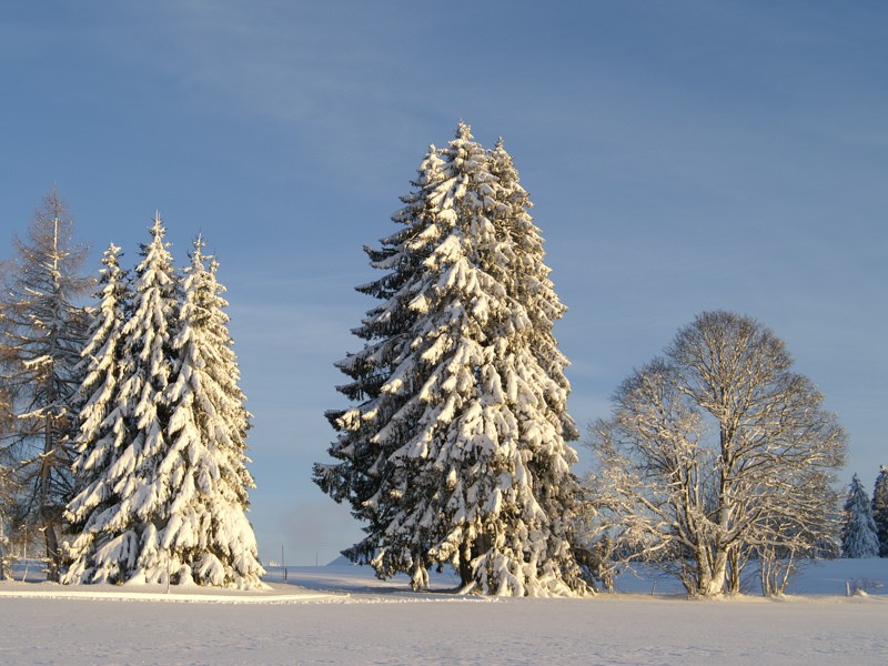 Mächtige Tannen, darüber ein weiter Himmel. Bild: Jura Tourisme