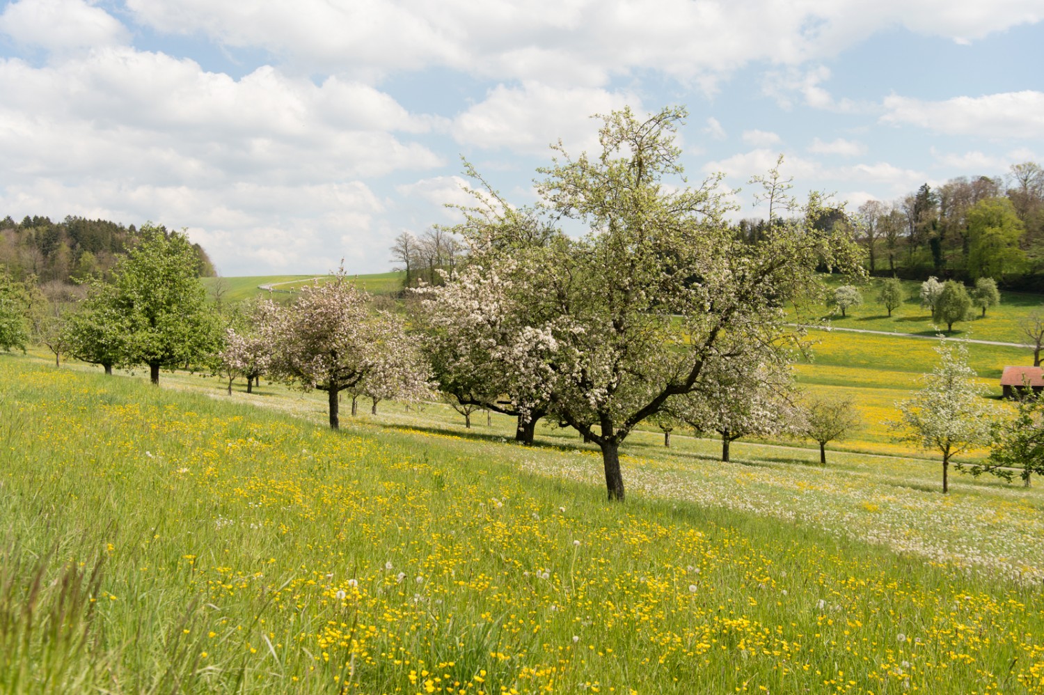 Arbres en fleurs près de Lustdorf. Photo: Raja Läubli