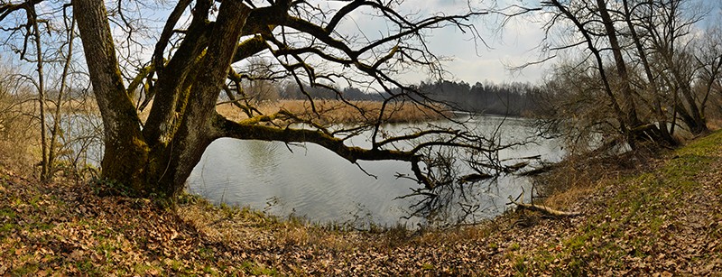 Das Gippinger Grien besteht aus einem Mosaik von Tümpeln, Altwassern und Weidengehölzen. In der Auenlandschaft finden zahlreiche Vögel ideale Bedingungen vor. Bild: Heinz Staffelbach