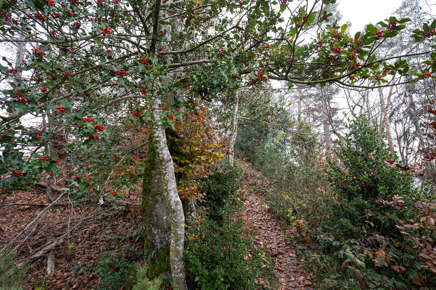 Der Grat über den Taneggerbärg macht den Auftakt. Waldwildnis pur, doch zwischendurch lockt auch der Blick in die Ferne übers Tannzapfenland, wie der Thurgau hier heisst.