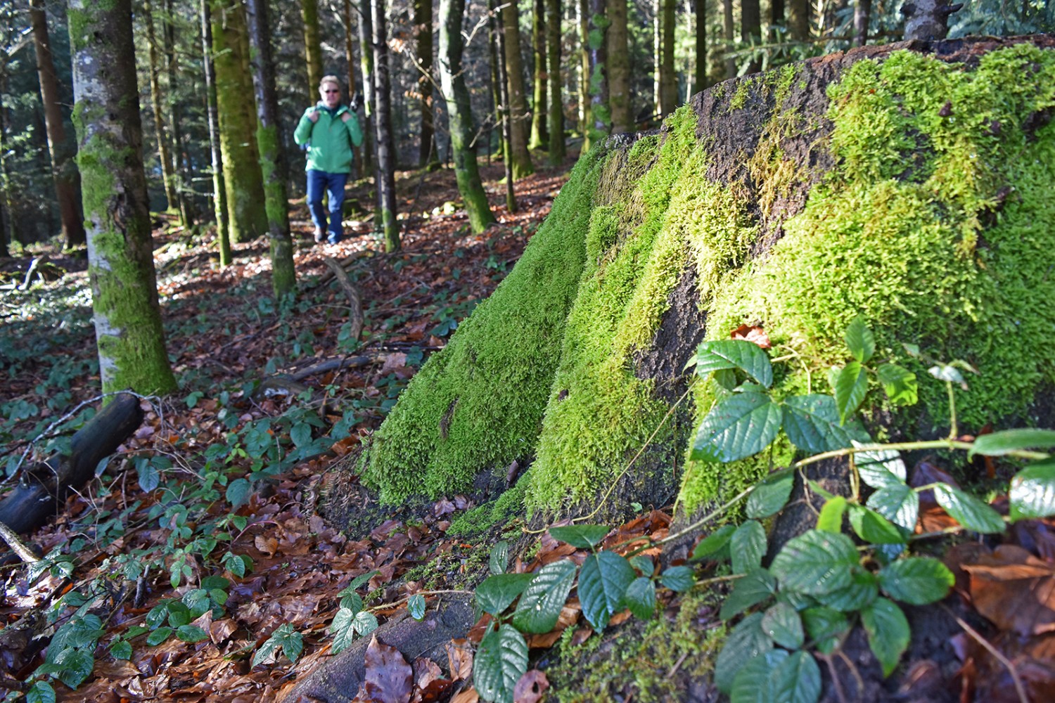 Der Weg schlängelt sich an mit Moos bedeckten Fichten vorbei. 