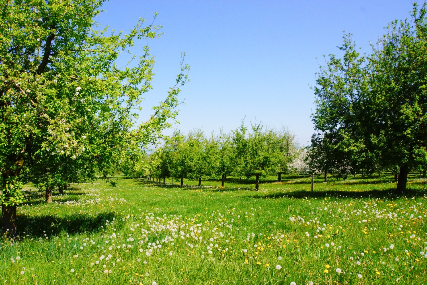 Des arbres fruitiers en fleurs, un pur printemps.