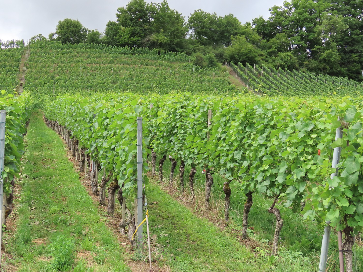 On traverse des vignobles à perte de vue. Photo: Heinz Trachsler