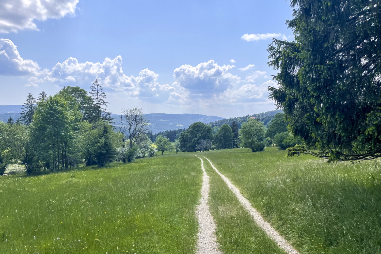 Typische Juralandschaft: Wiesen, Weiden und lichte Wälder. Bild: Lukas Frehner