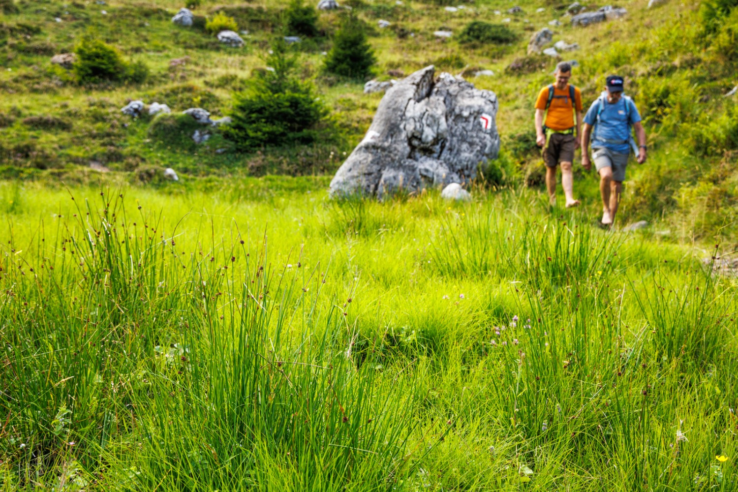 Les tourbières sont un endroit idéal pour randonner pieds nus. Photo: Severin Nowacki