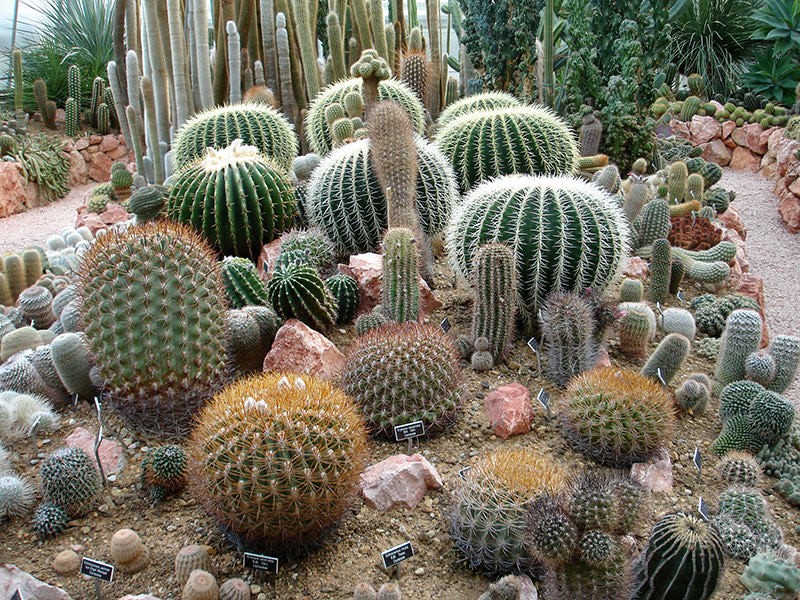 Le jardin botanique de Porrentruy abrite l’une des principales collections de cactées de Suisse. Photo: Philipp Koller