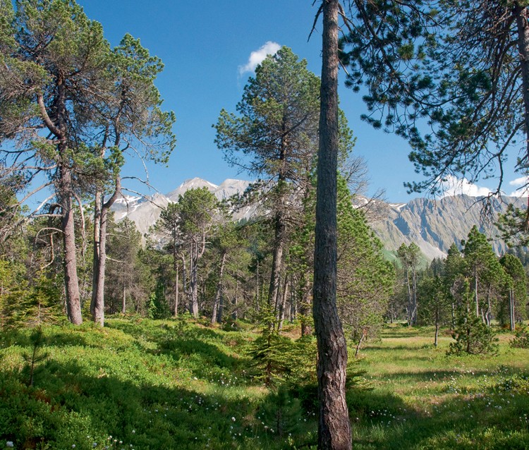 Les pins de montagne dans les marais, au pied du Rothorn de Brienz