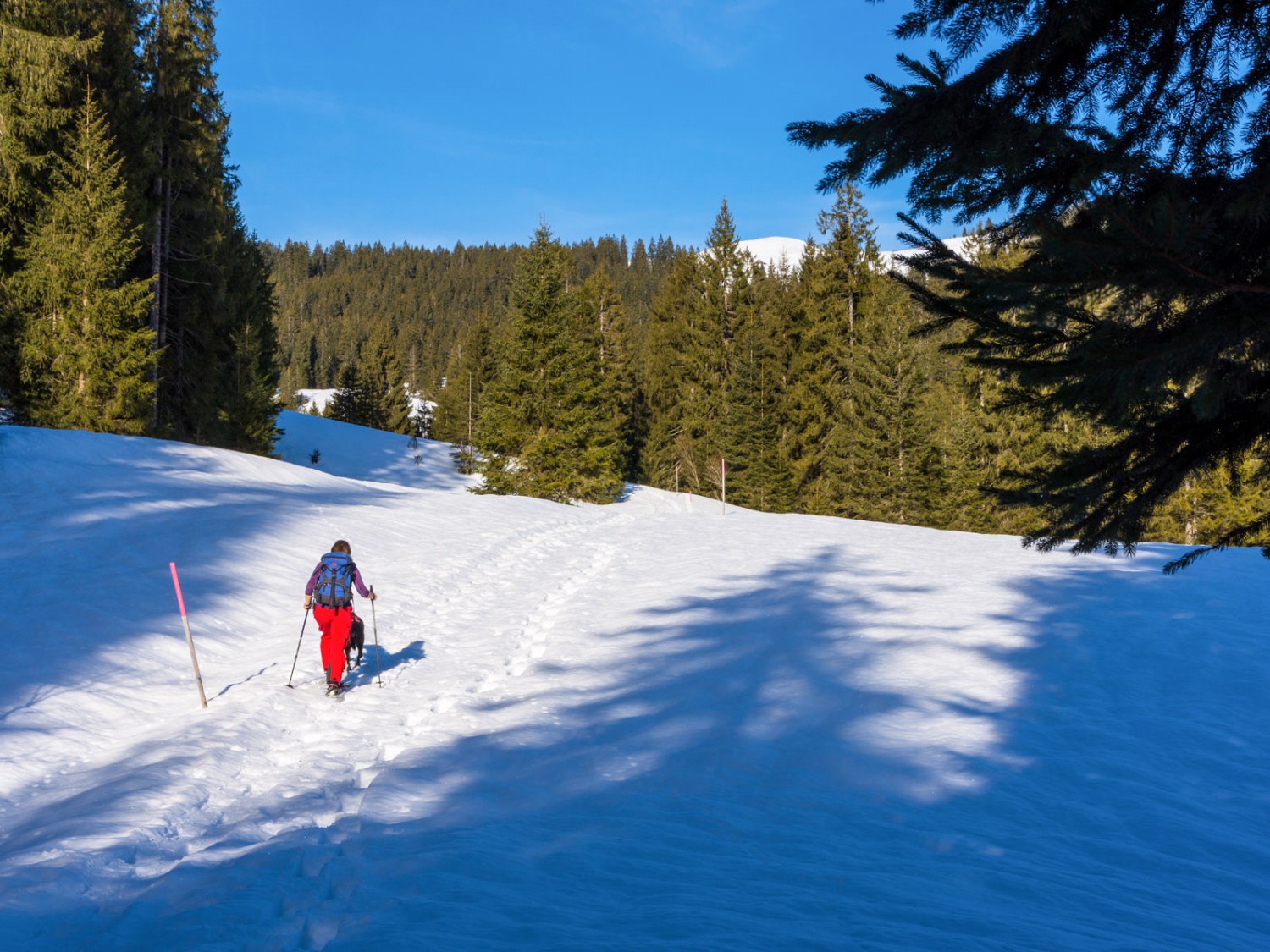 Le chemin nous mène vers notre but par une forêt clairsemée et un paysage de collines.