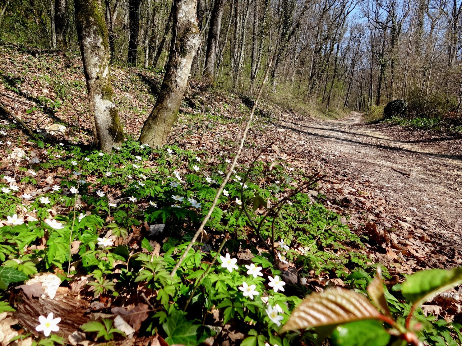 Au début de la balade, le chemin serpente agréablement dans la forêt. Photo: Miroslaw Halaba